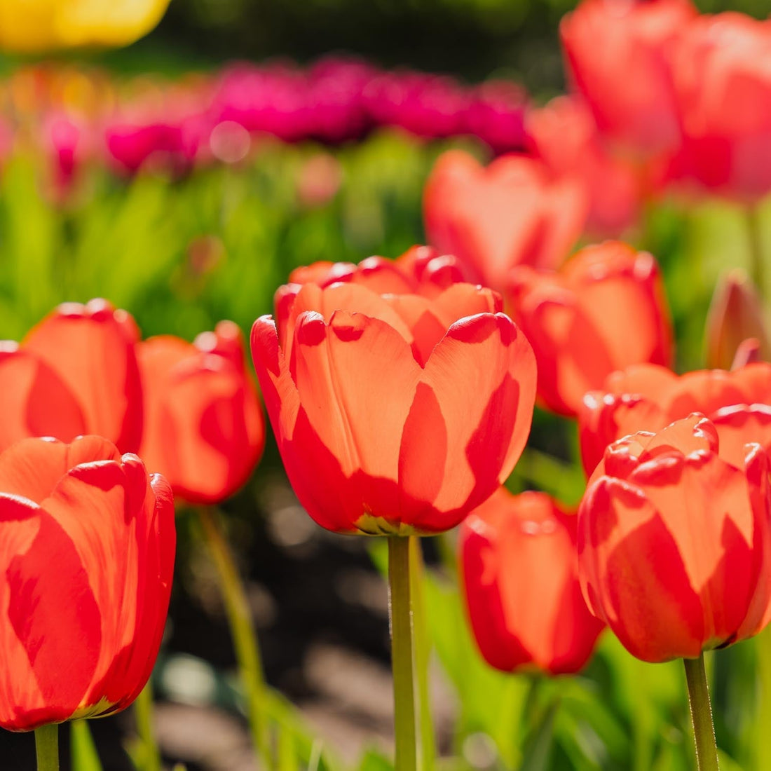 Tulpe 'Apeldoorn'