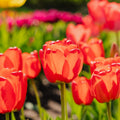 Tulpe 'Apeldoorn'