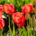 Tulpe 'Apeldoorn'