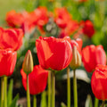 Tulpe 'Apeldoorn'