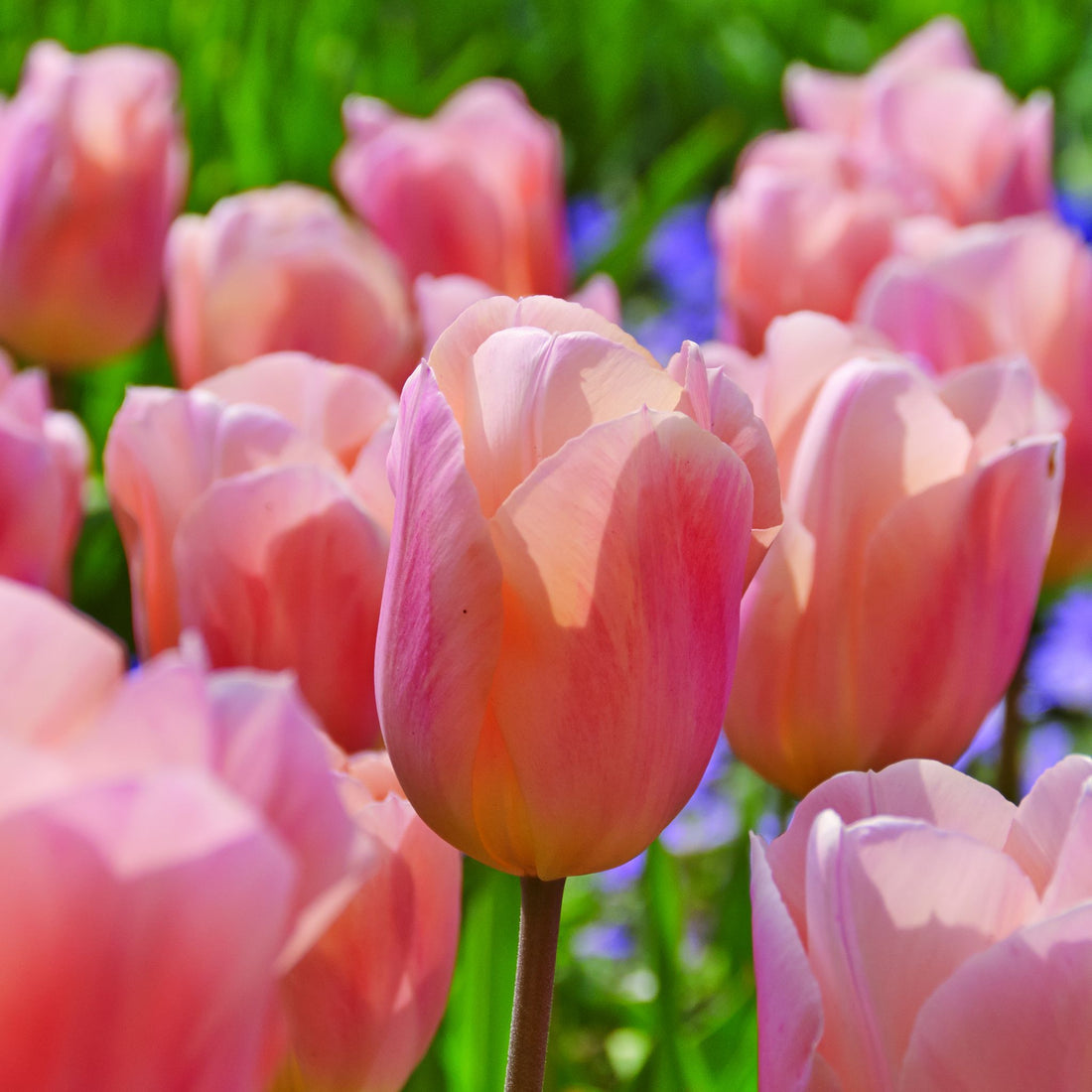Tulpe 'Apricot Beauty'