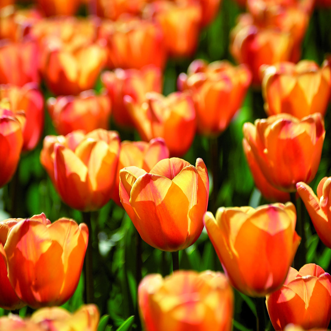 Tulpe 'Apricot Fox'