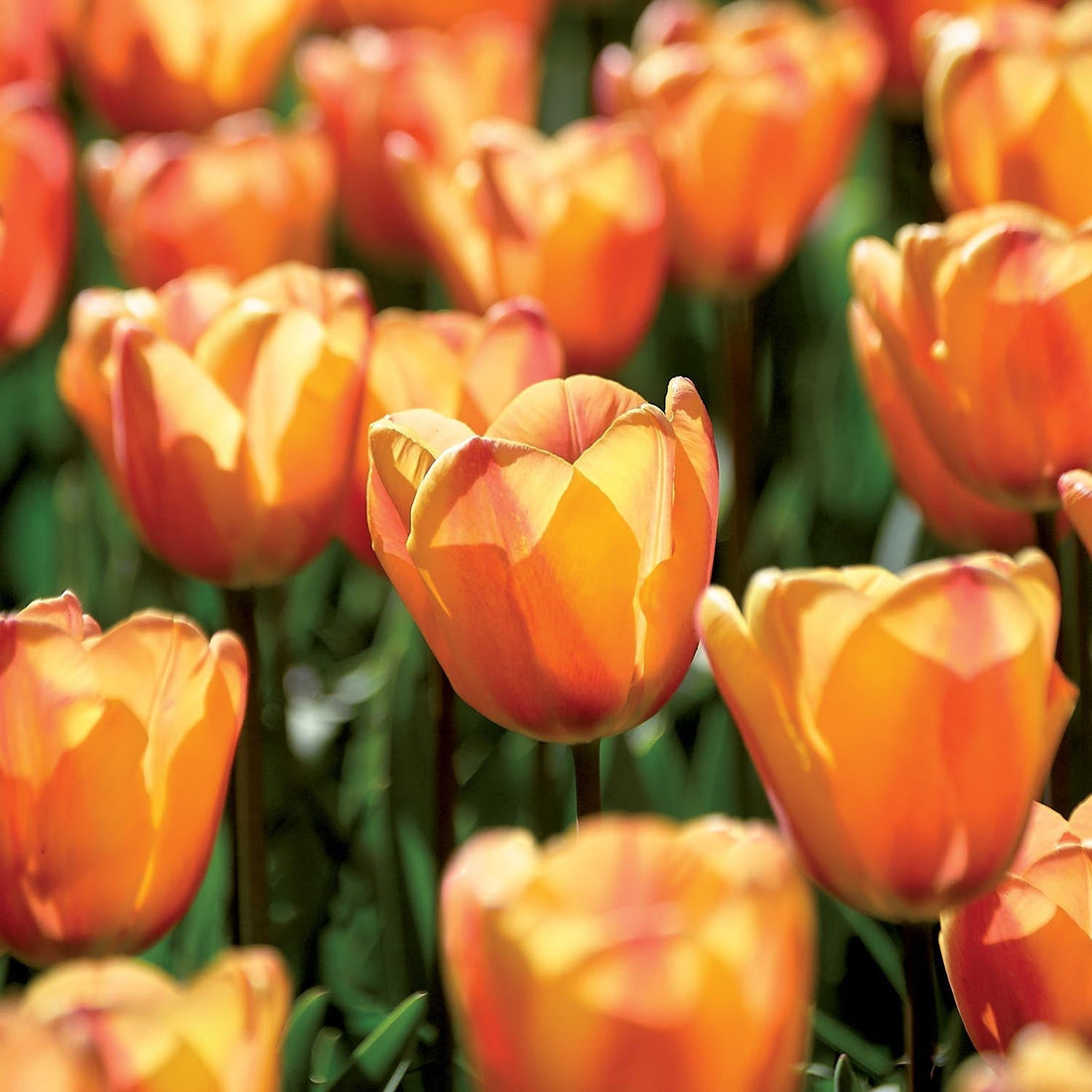 Tulpe 'Apricot Fox'