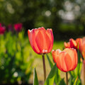 Tulpe 'Apricot Impression'
