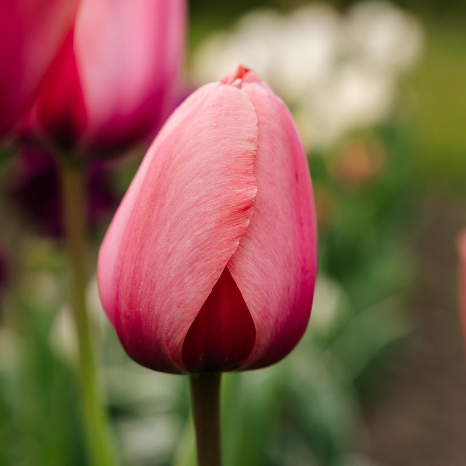 Tulpe 'Apricot Impression'
