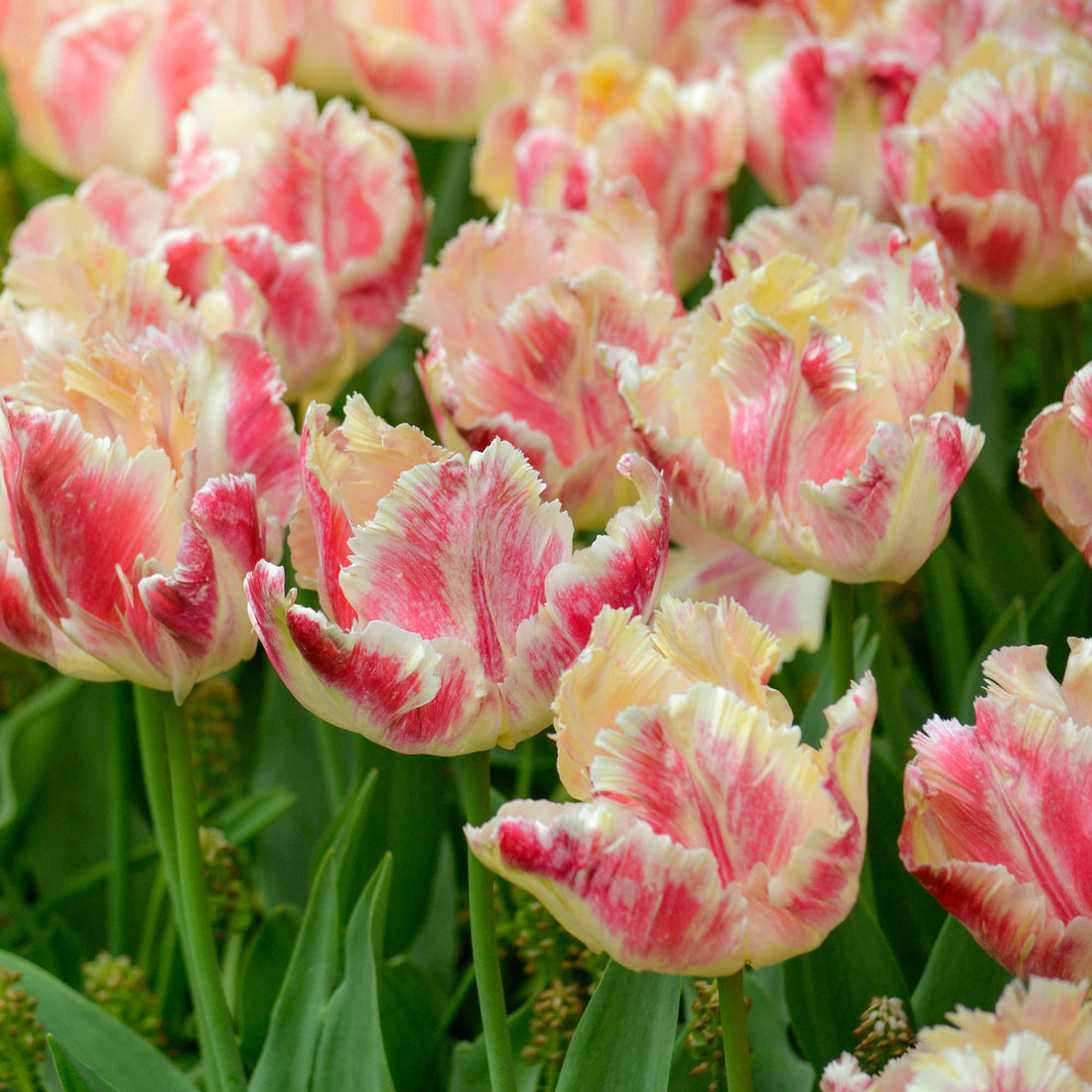 Tulpe 'Apricot Parrot'