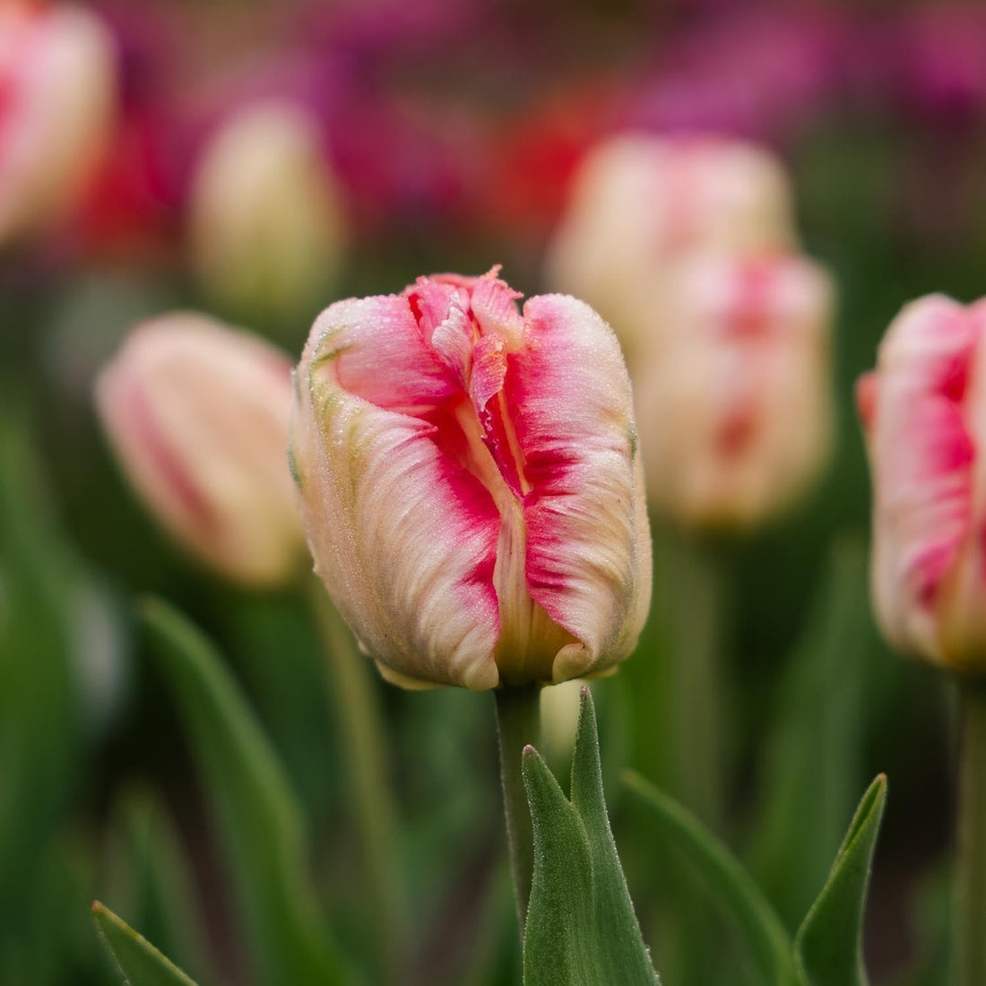 Tulpe 'Apricot Parrot'
