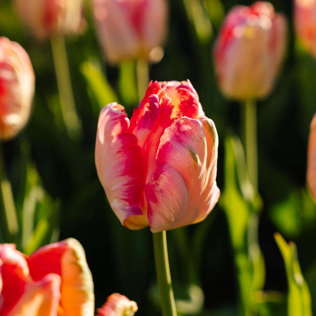Tulpe 'Apricot Parrot'