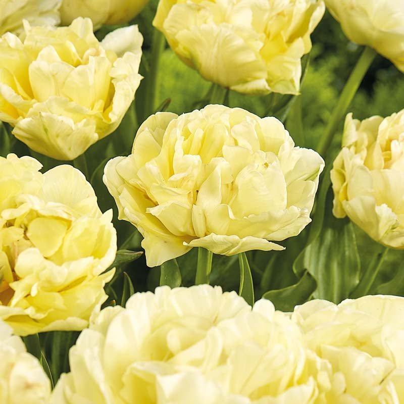 Tulpe 'Avant Garde'
