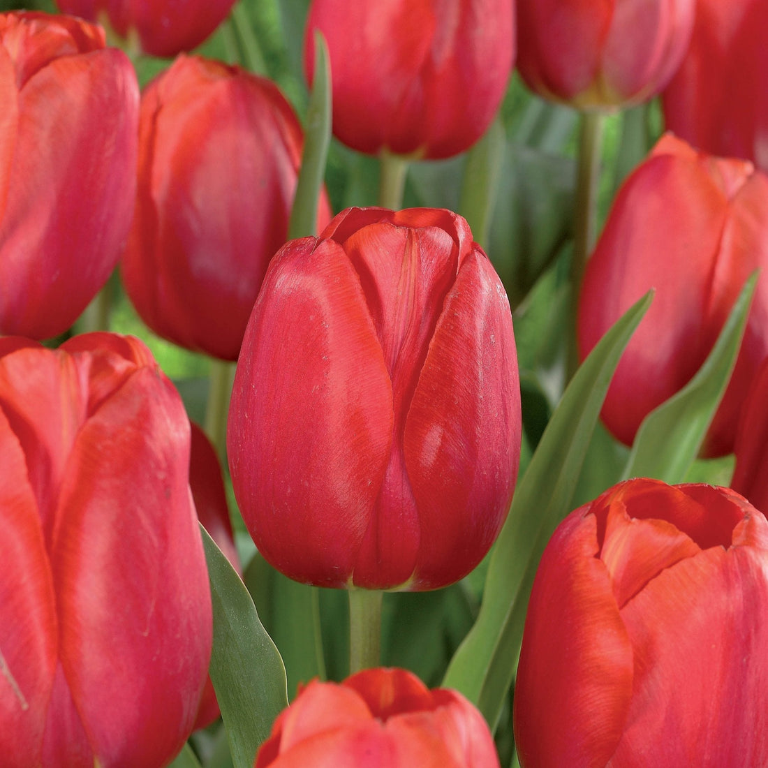Tulpe 'Avignon'