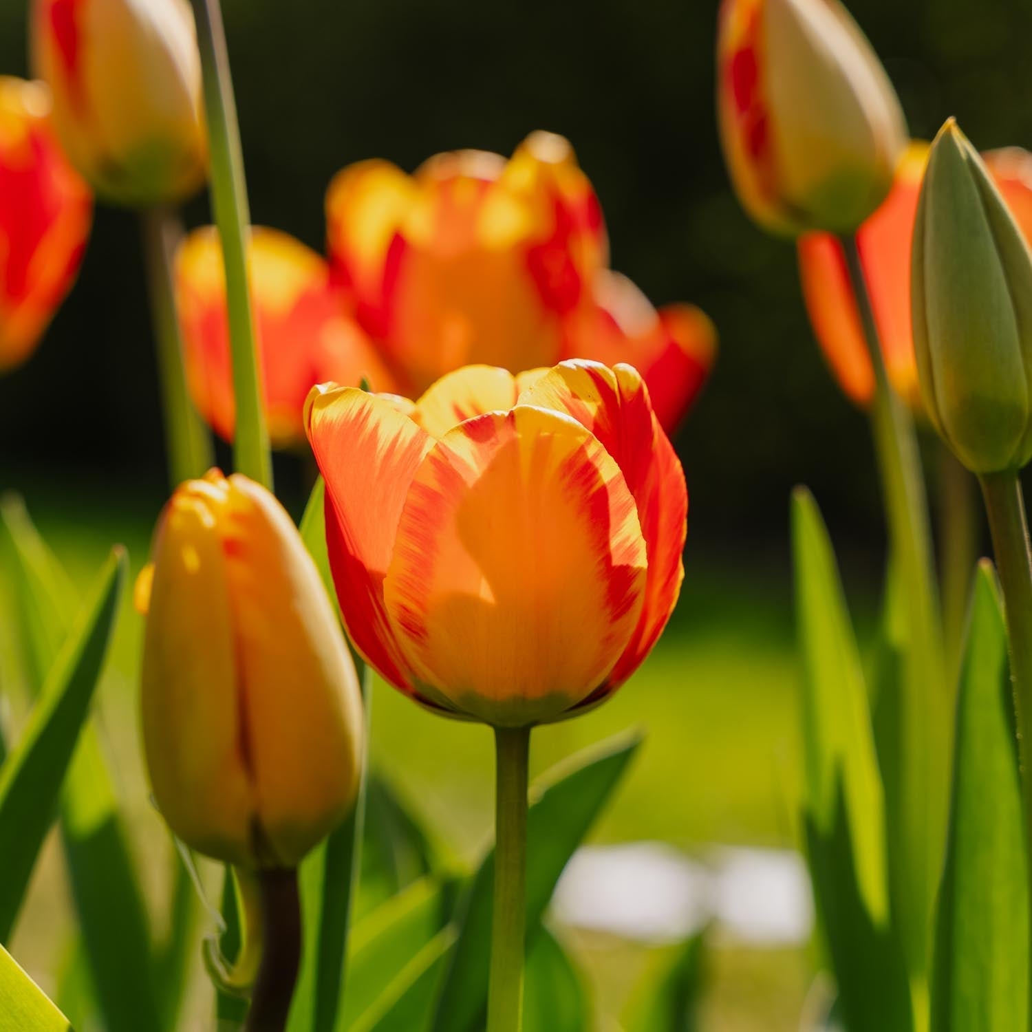 Tulpe 'Banja Luka'