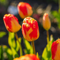 Tulpe 'Banja Luka'