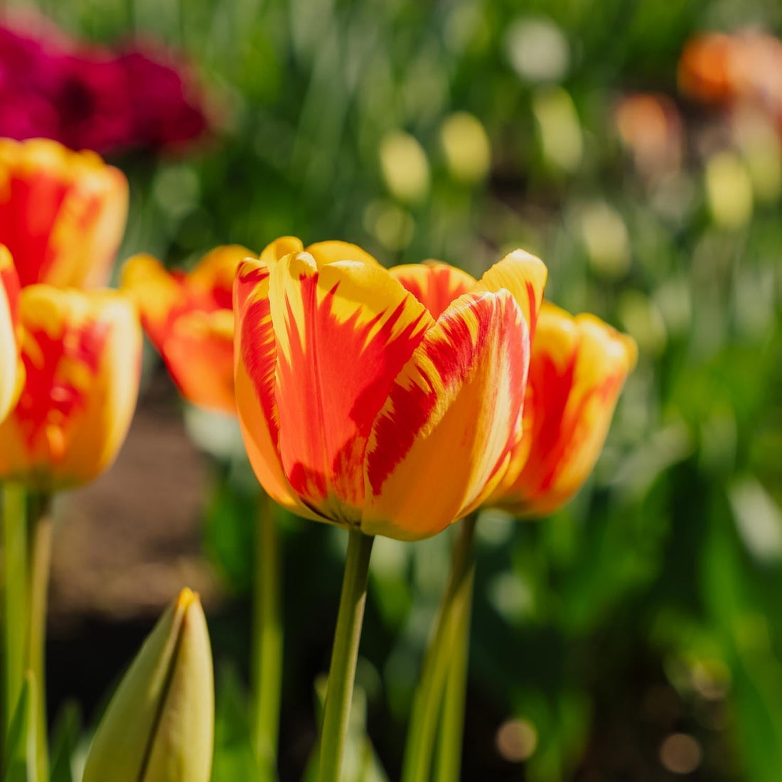Tulpe 'Banja Luka'