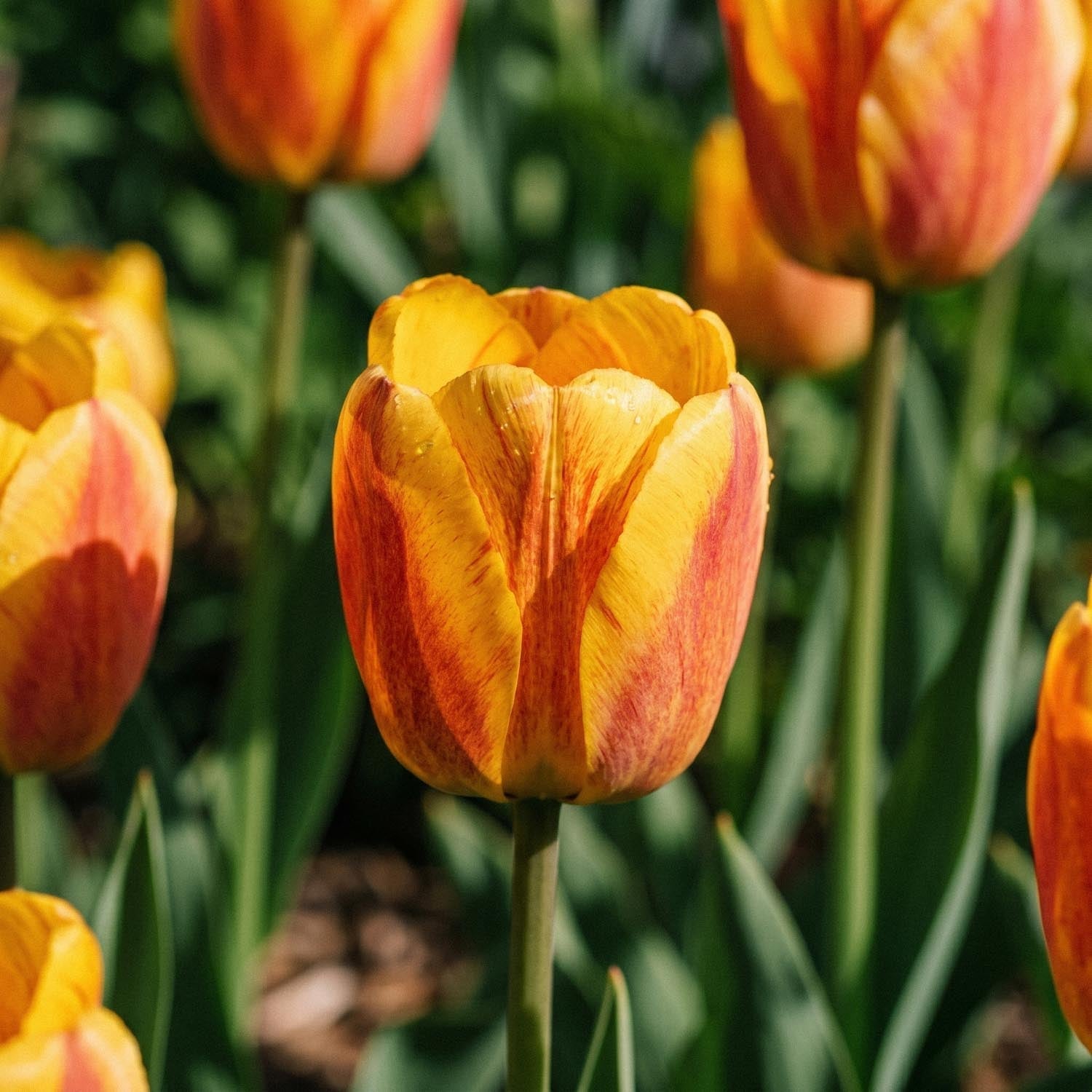 Tulpe 'Beauty of Apeldoorn'