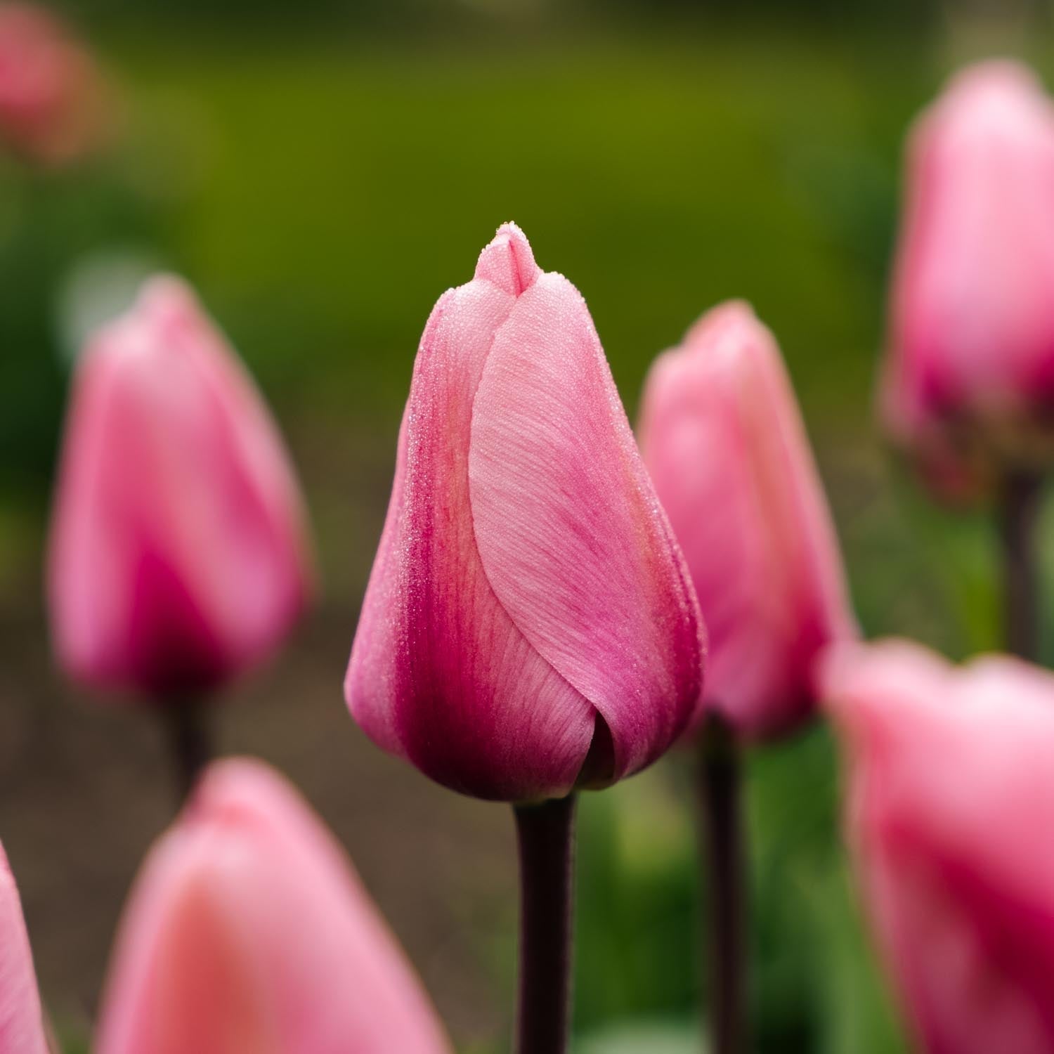 Tulpe 'Big Love'