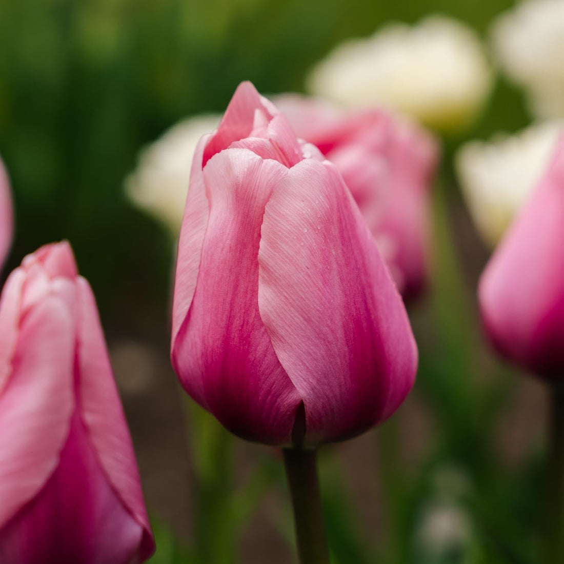 Tulpe 'Big Love'