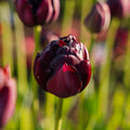 Tulpe 'Black Hero'
