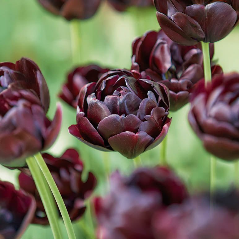 Tulpe 'Black Hero'