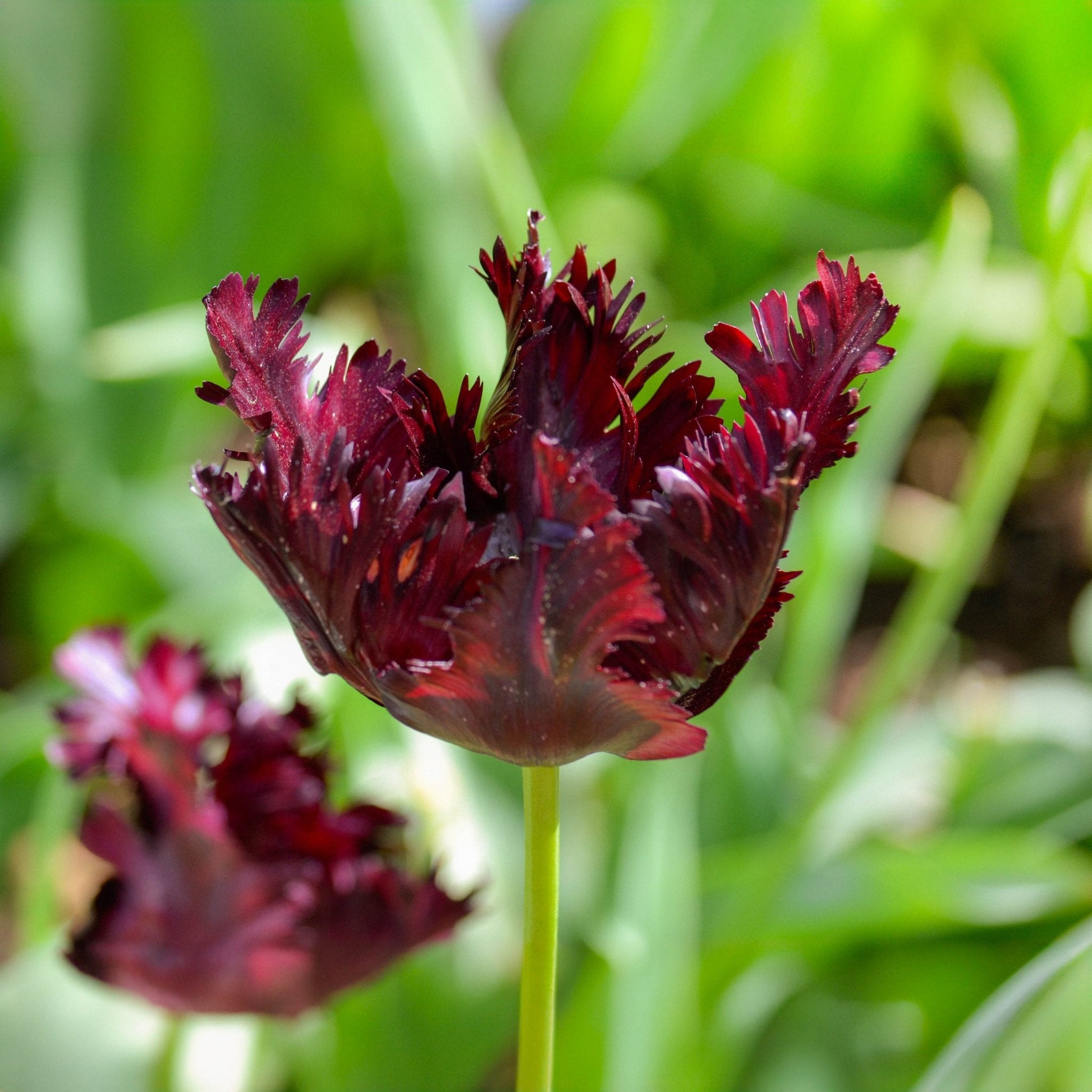 Tulpe 'Black Parrot'