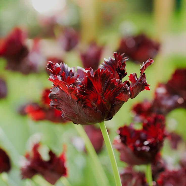 Tulpe 'Black Parrot'