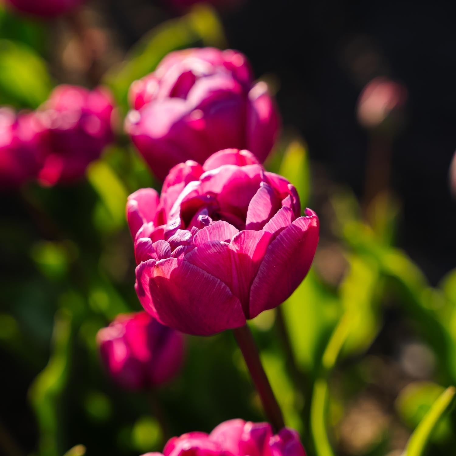 Tulpe 'Blue Diamond'