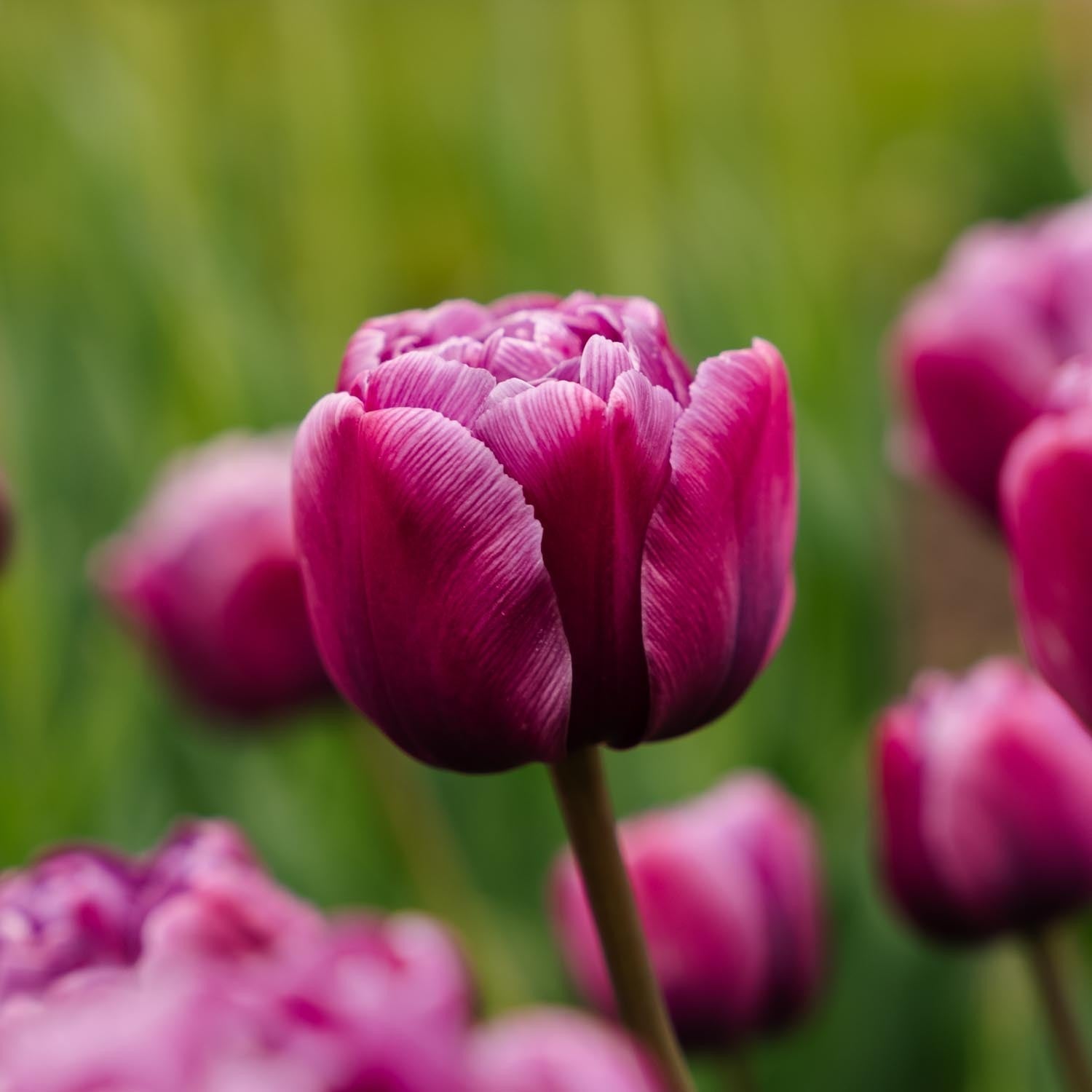 Tulpe 'Blue Diamond'