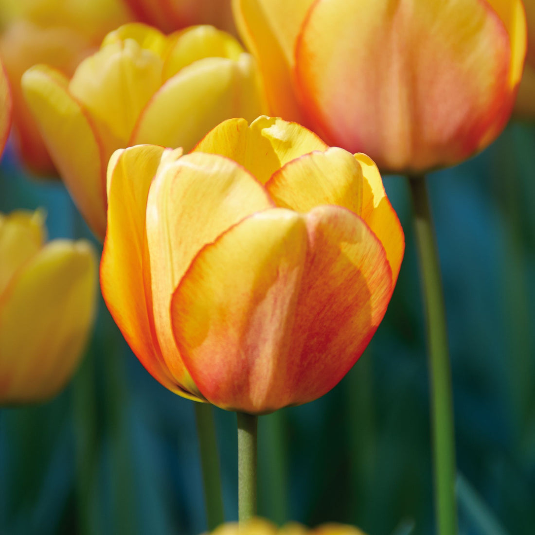 Tulpe 'Blushing Apeldoorn'