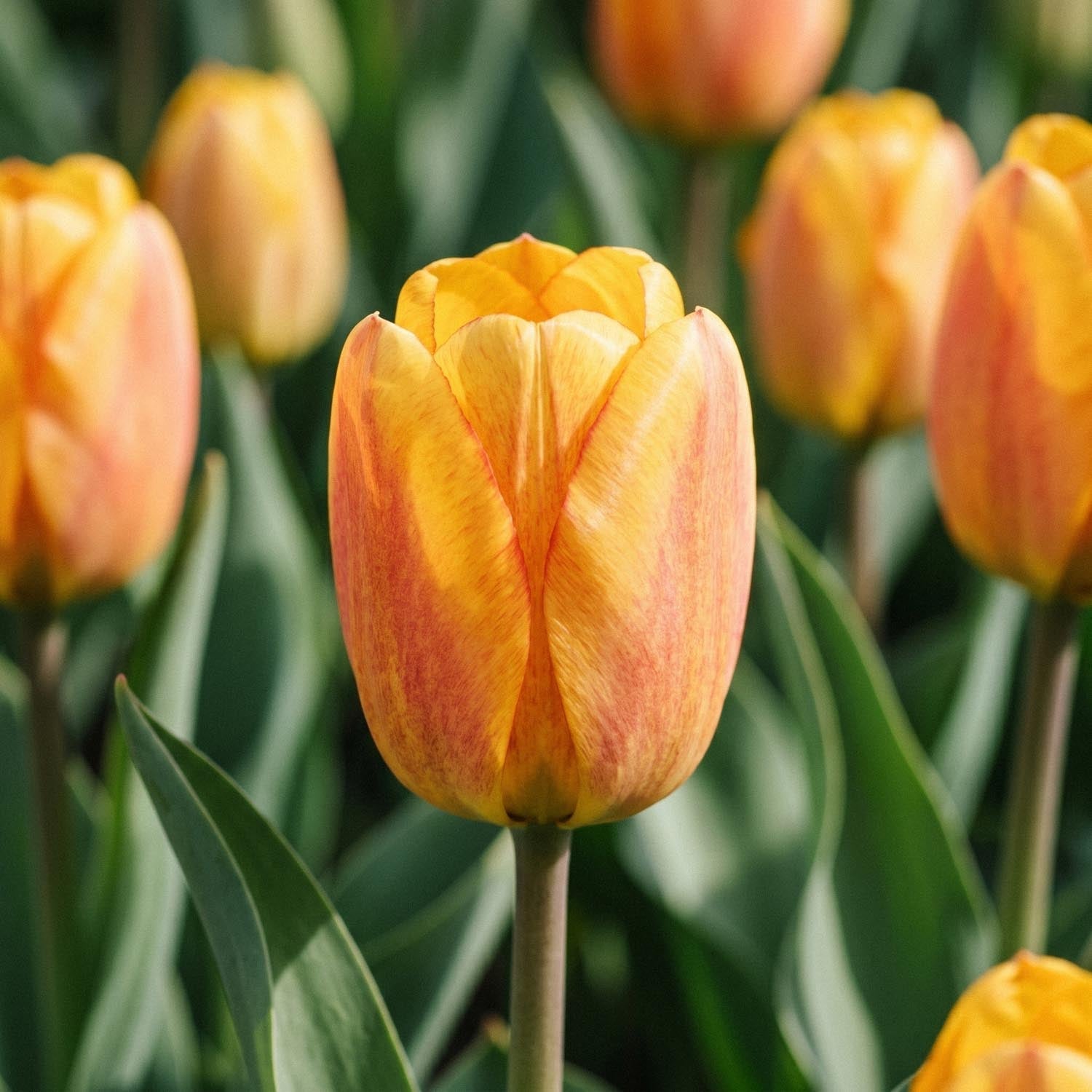 Tulpe 'Blushing Apeldoorn'