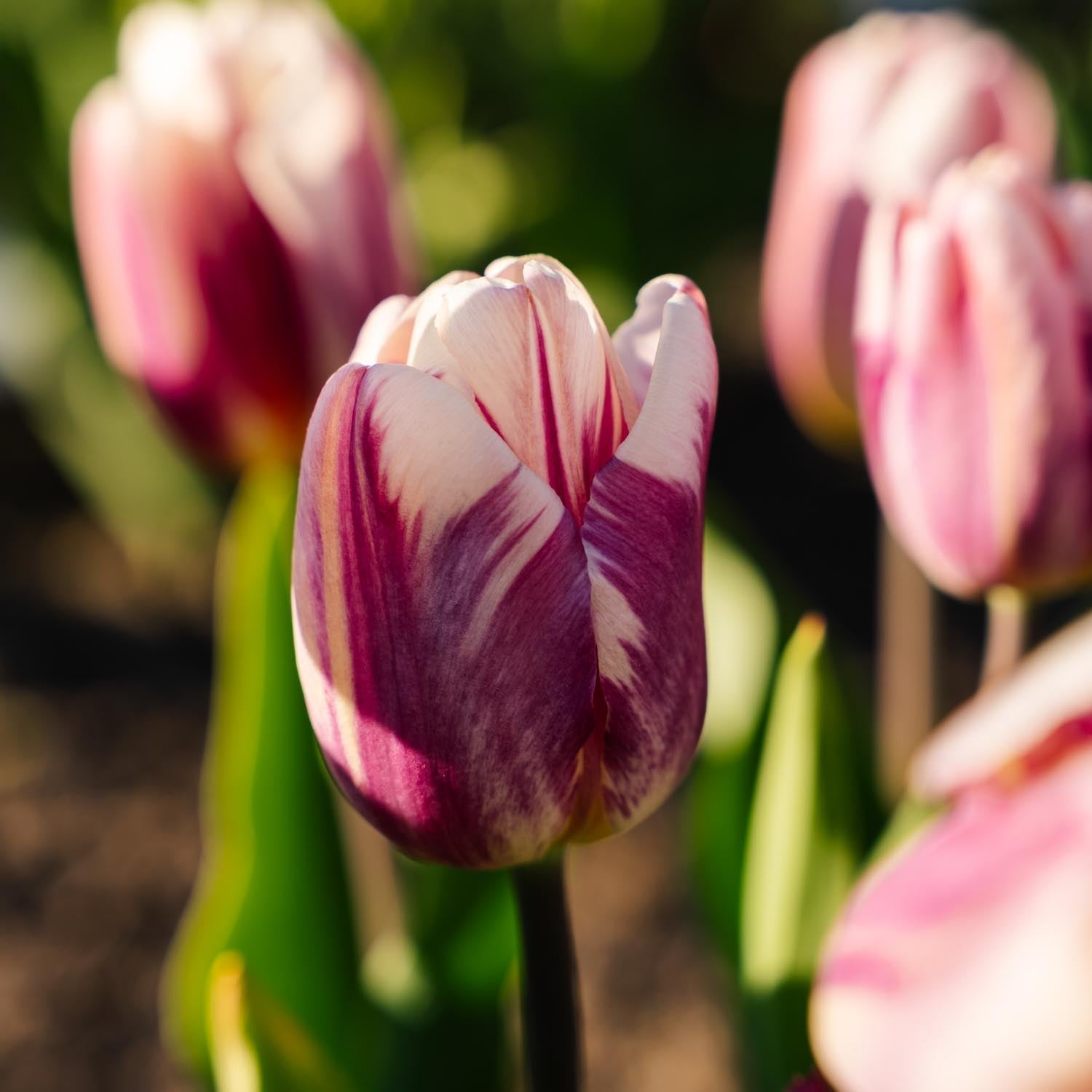 Tulpe 'Bojangles'