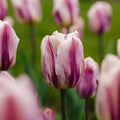 Tulpe 'Bojangles'