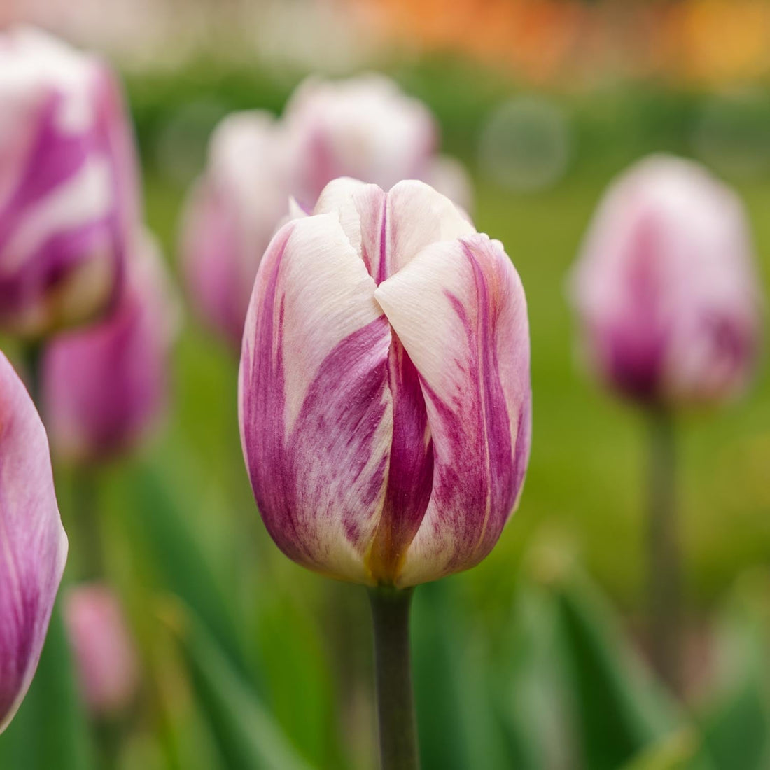 Tulpe 'Bojangles'