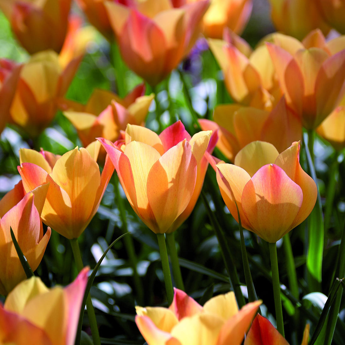 Tulpe 'Bright Gem'