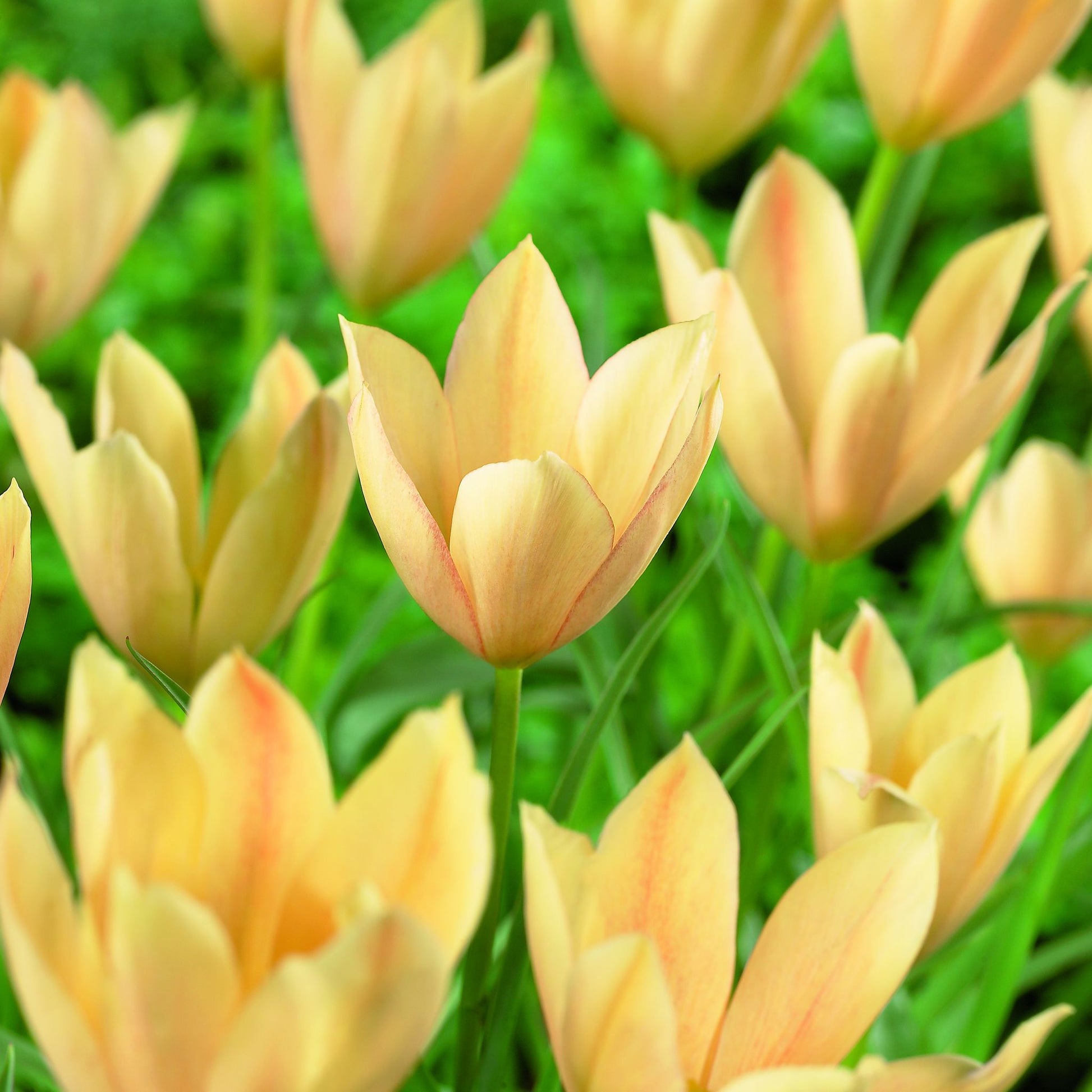 Tulpe 'Bronze Charm'
