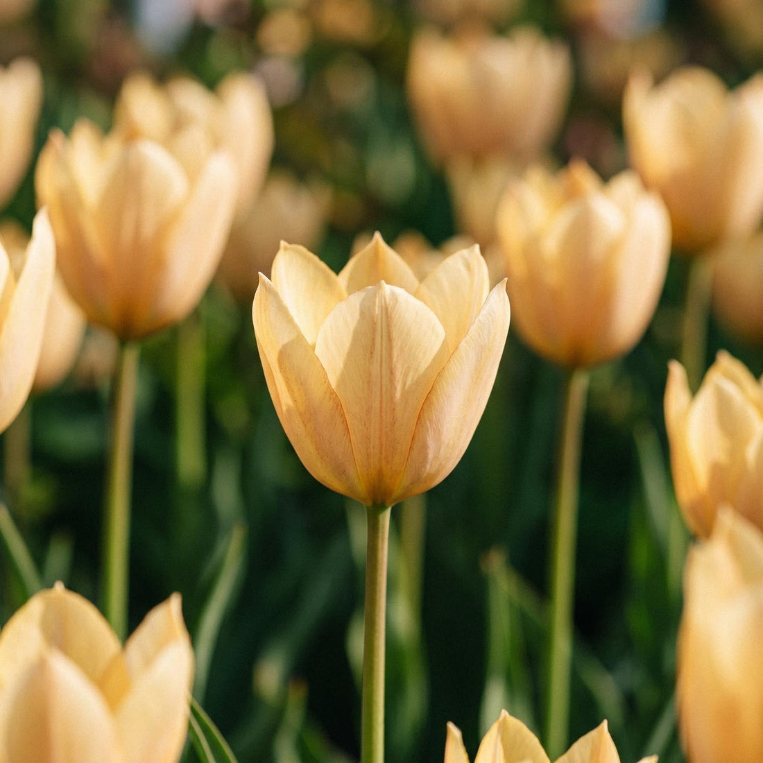 Tulpe 'Bronze Charm'