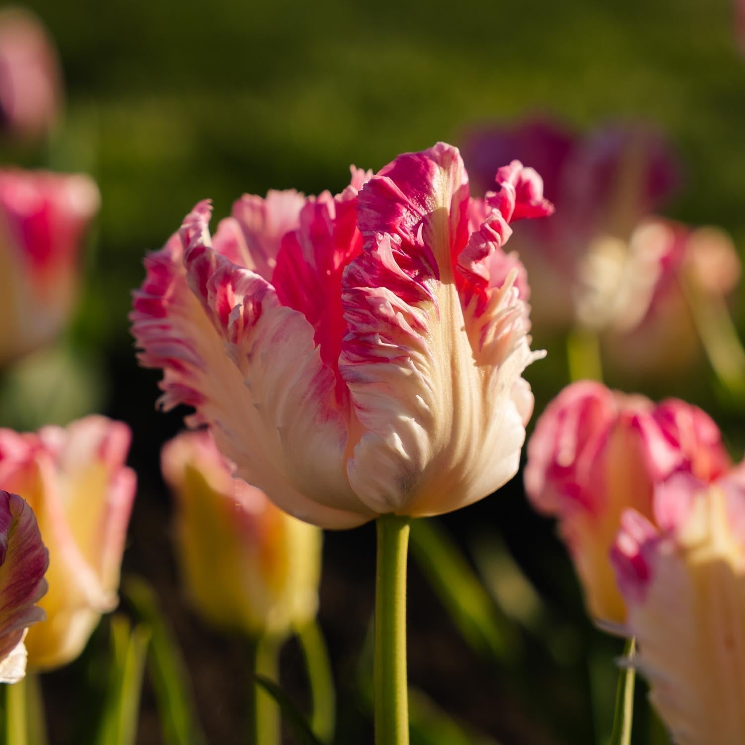 Tulpe 'Cabanna'