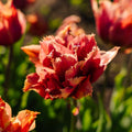 Tulpe 'Callahan'