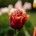 Tulpe 'Callahan'