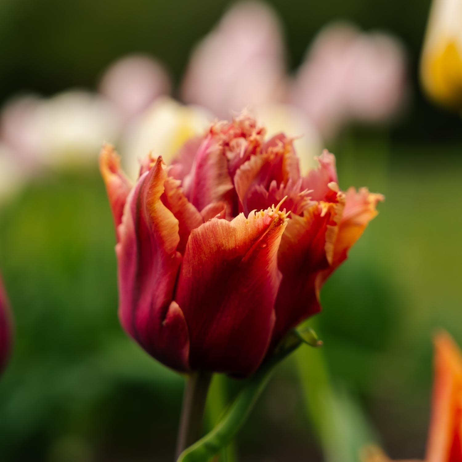 Tulpe 'Callahan'