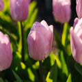 Tulpe 'Candy Prince'