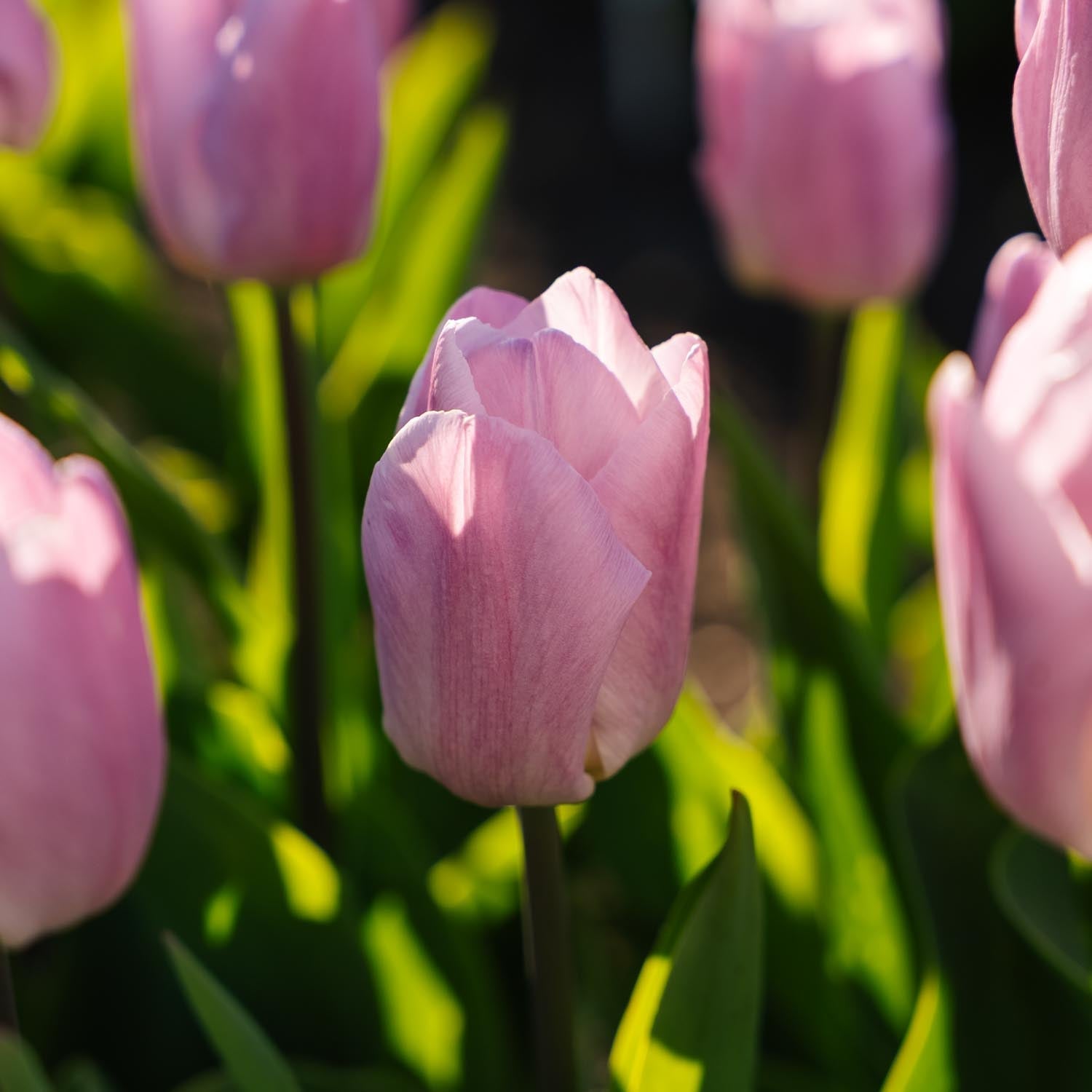 Tulpe 'Candy Prince'