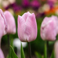 Tulpe 'Candy Prince'