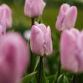 Tulpe 'Candy Prince'