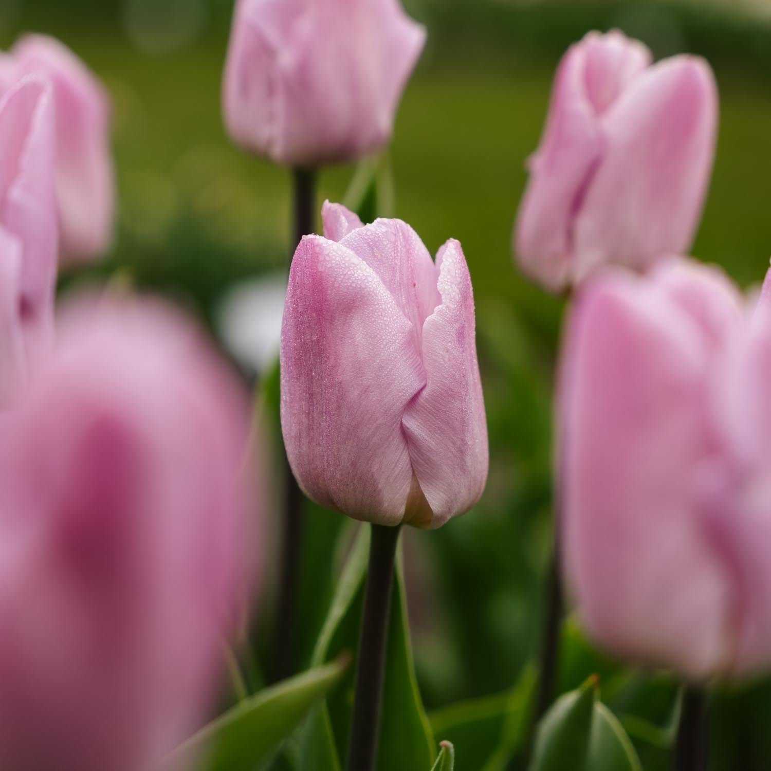 Tulpe 'Candy Prince'