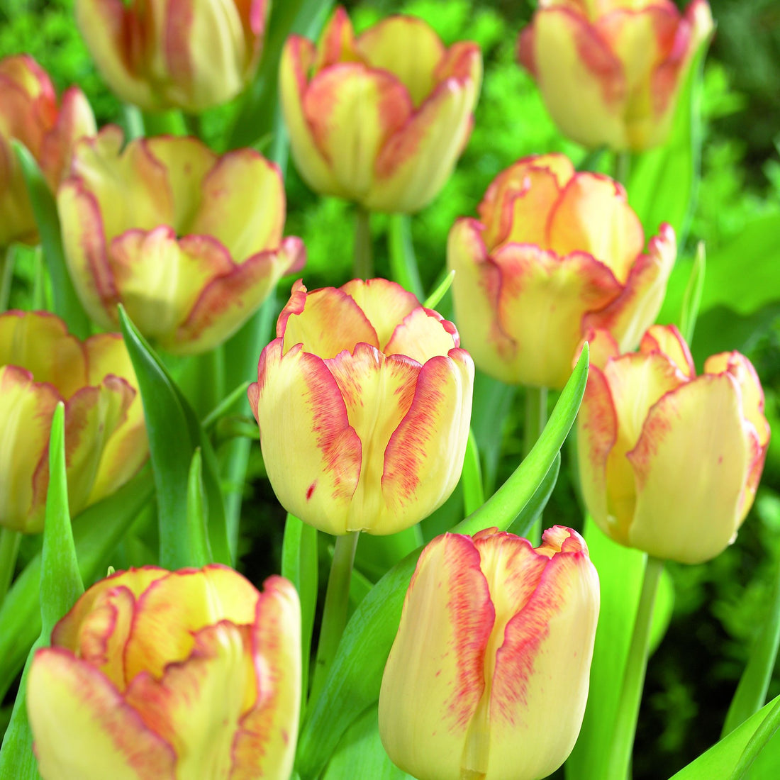 Tulpe 'Cape Town'