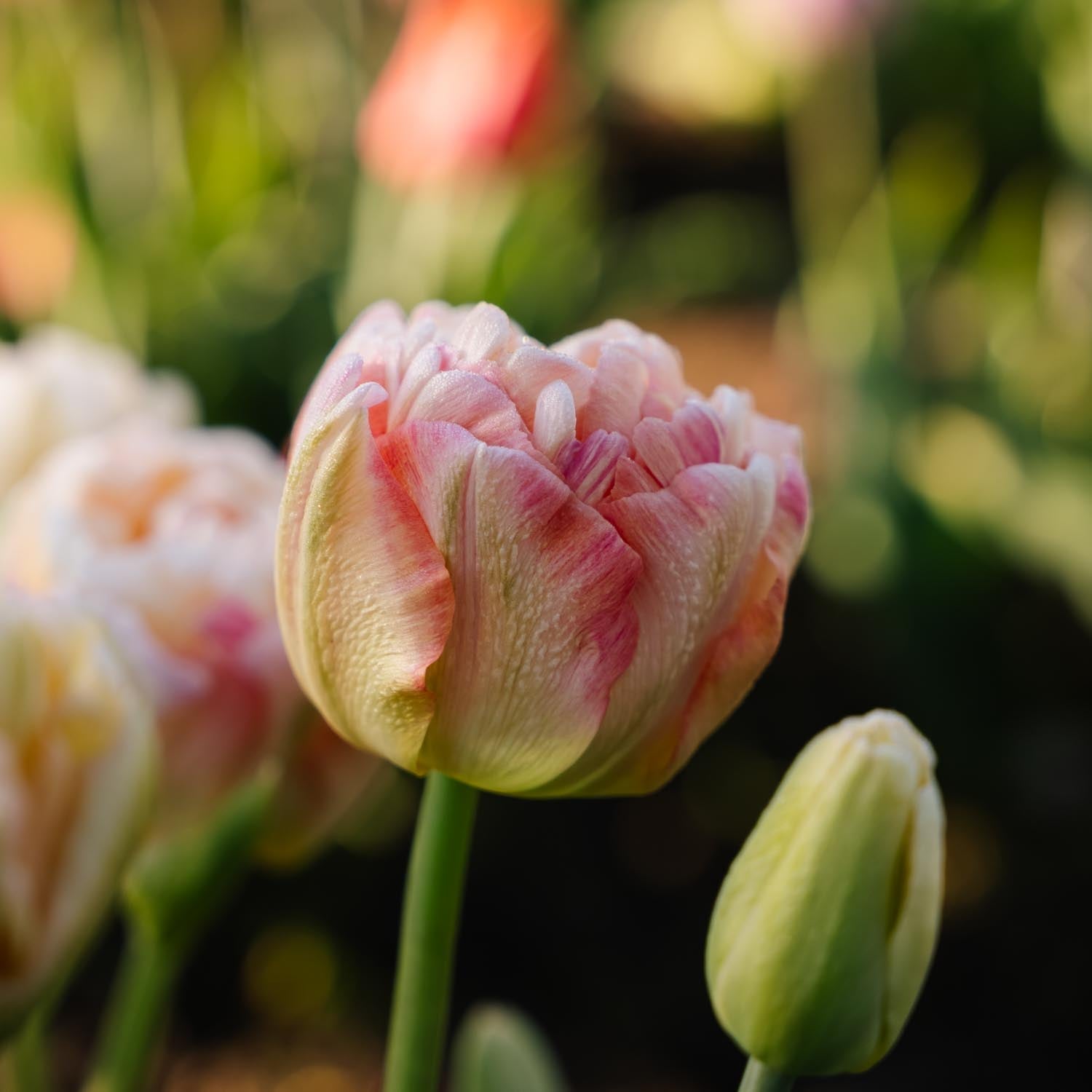 Tulpe 'Charming Lady'