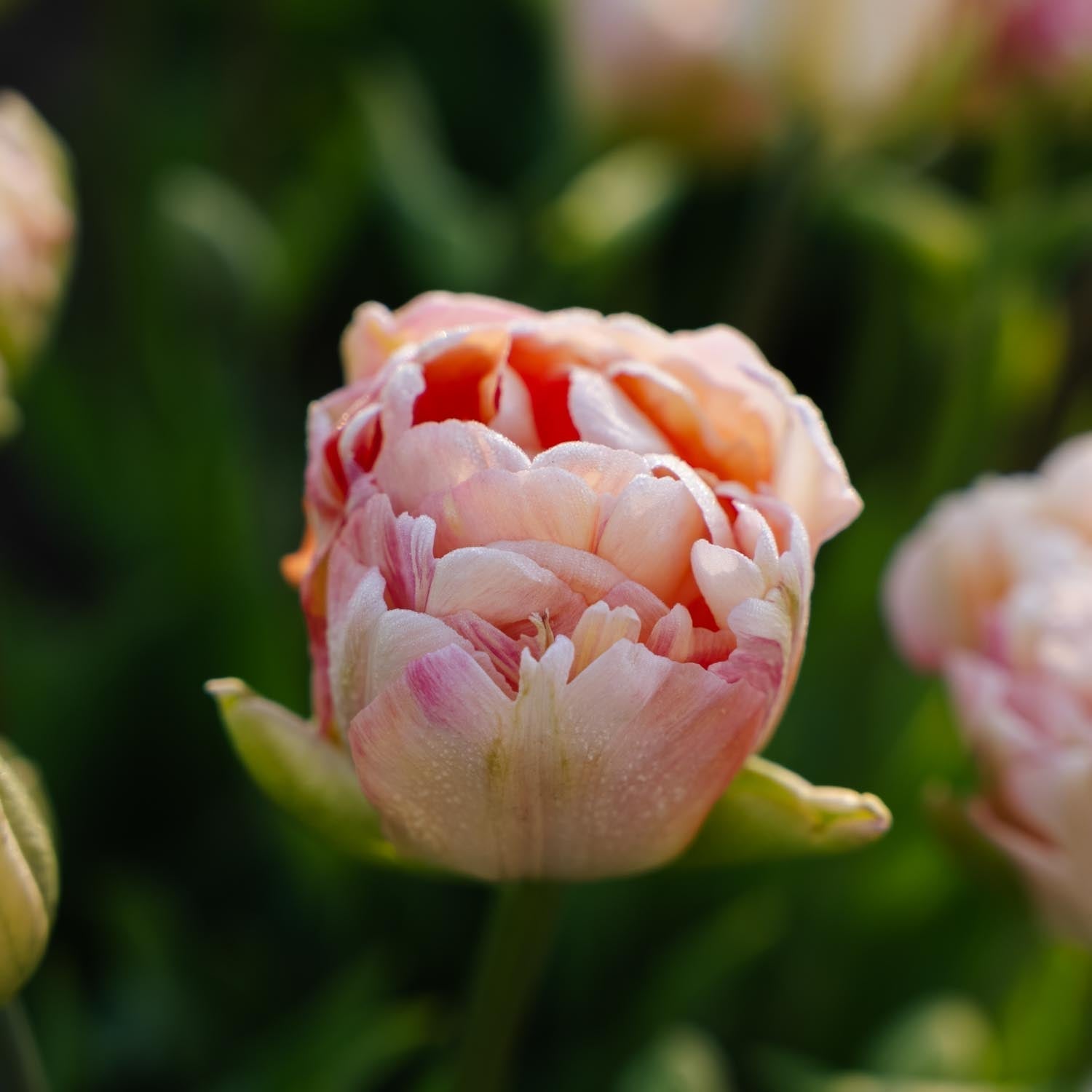 Tulpe 'Charming Lady'
