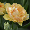 Tulpe 'Charming Lady'