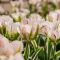 Tulpe 'China Town'