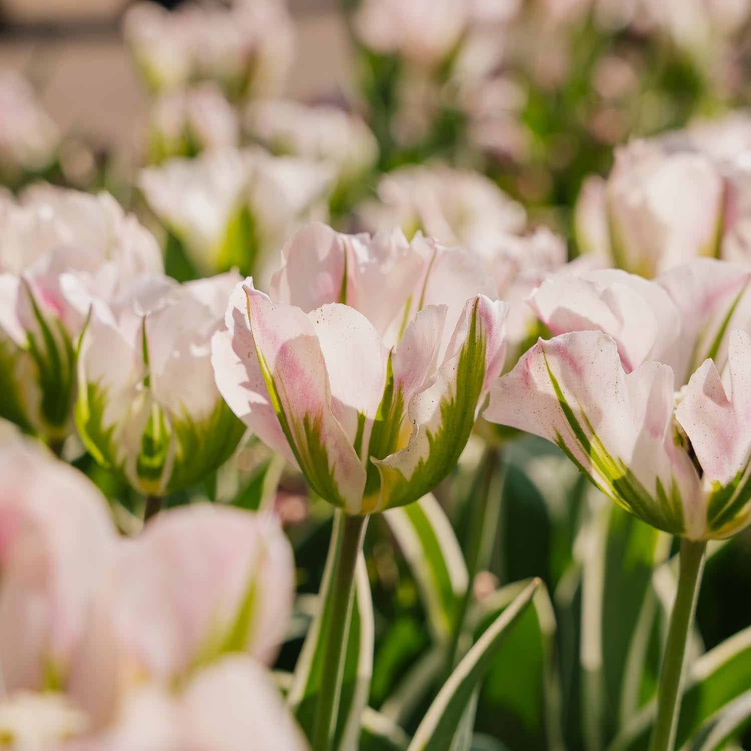 Tulpe 'China Town'