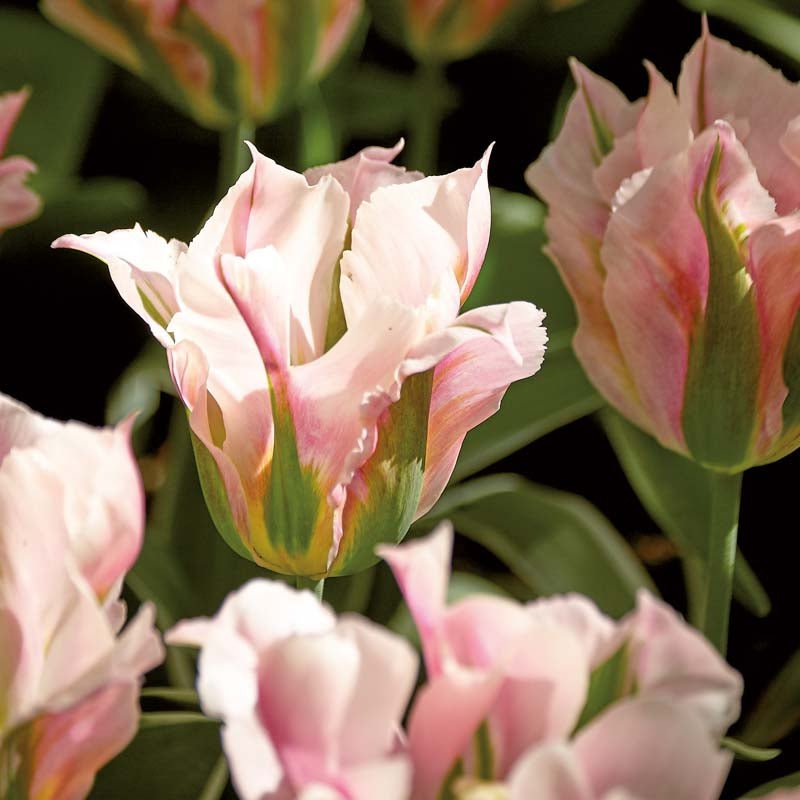 Tulpe 'China Town'